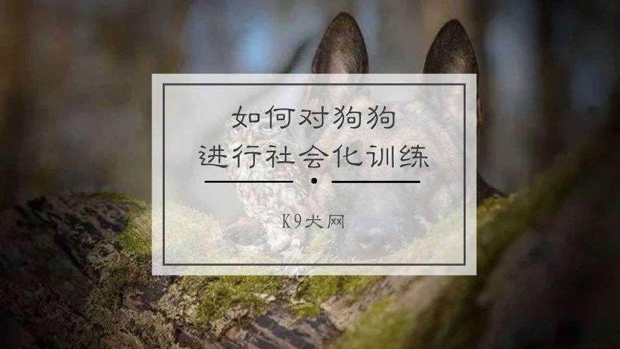 如何进行社会化训练