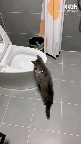 猫训练用坐厕并冲水
