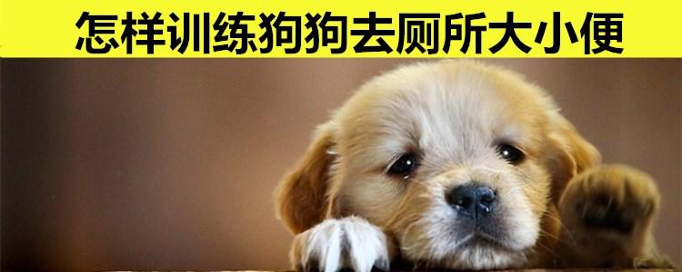 怎么训练狗在外面厕所