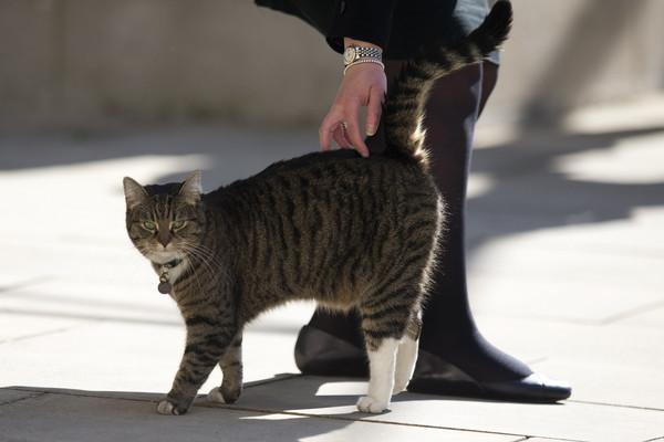 训练猫寻回
