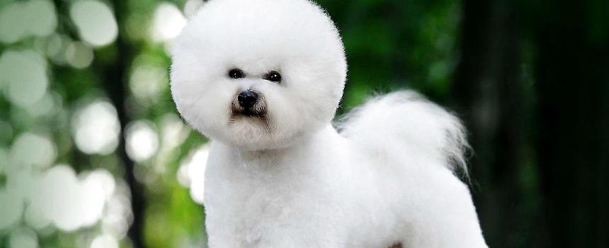 比熊犬怎么训练不咬