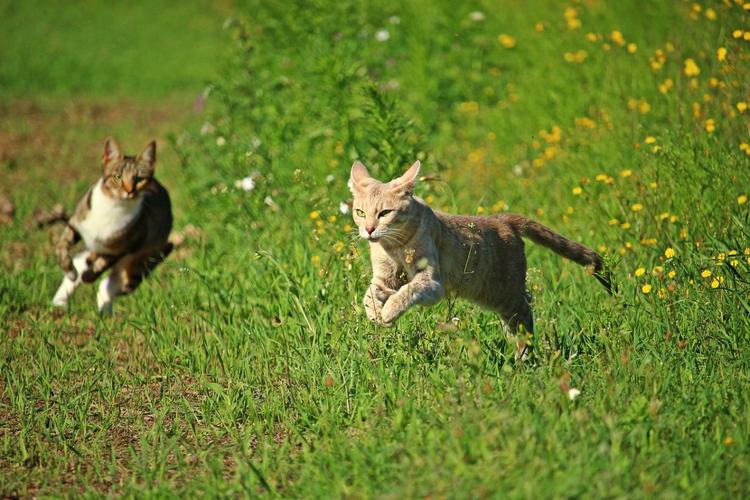 怎样训练犬猎猫