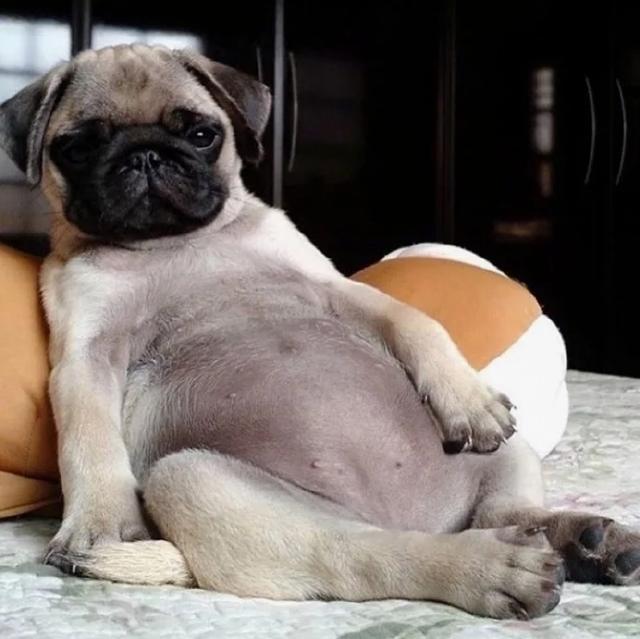 八哥犬好训练吗