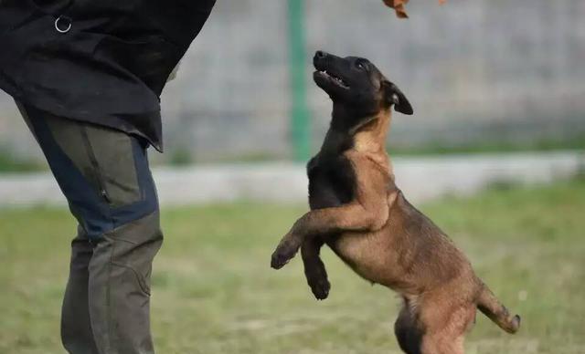 怎么训练马犬匍匐前进