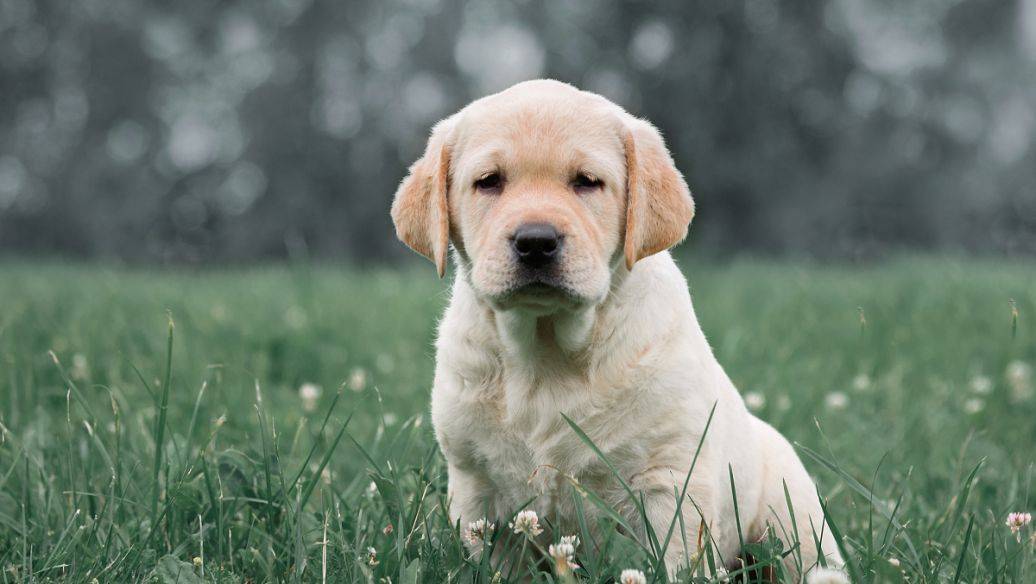 如何训练拉布拉多幼犬叫