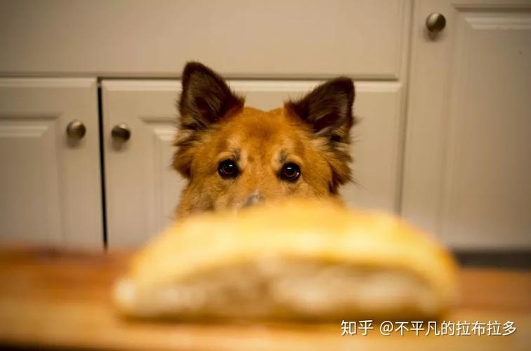 怎么训练狗定量摄食