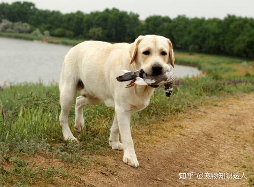 阿布拉多怎么训练