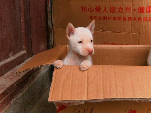 下司怎么训练