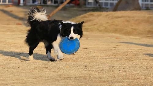 如何训练边境牧羊犬大小便