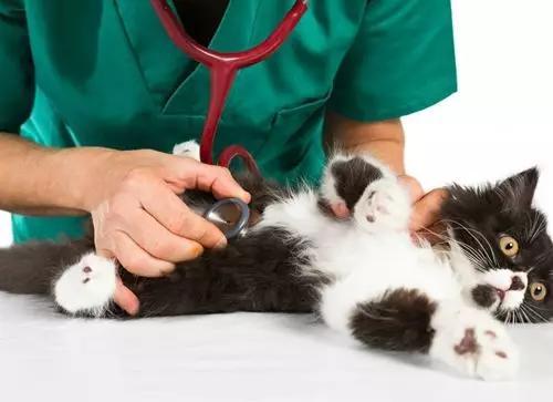猫 训练注意力