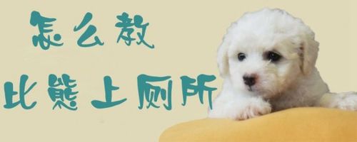比熊宠物狗怎么训练大小便