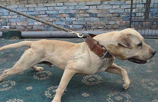 比特犬日常训练方法