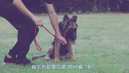 如何训练狗坐卧