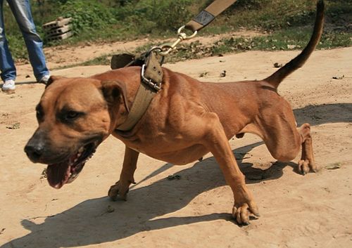 5个月的比特犬好训练不