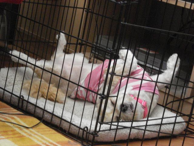 如何训练狗狗在进笼子