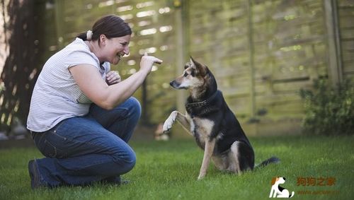 训练犬可以用哪些手势