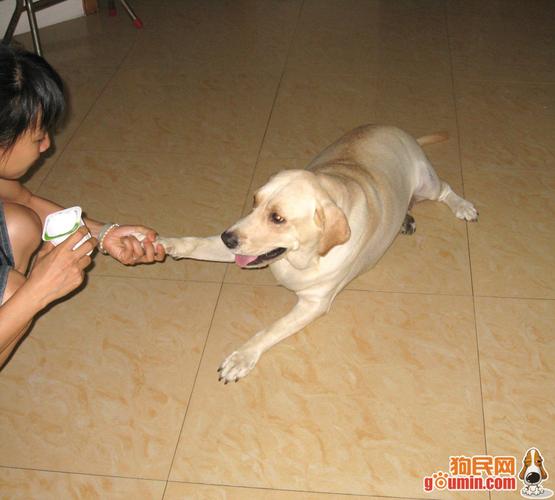怎么训练拉布拉多 握手