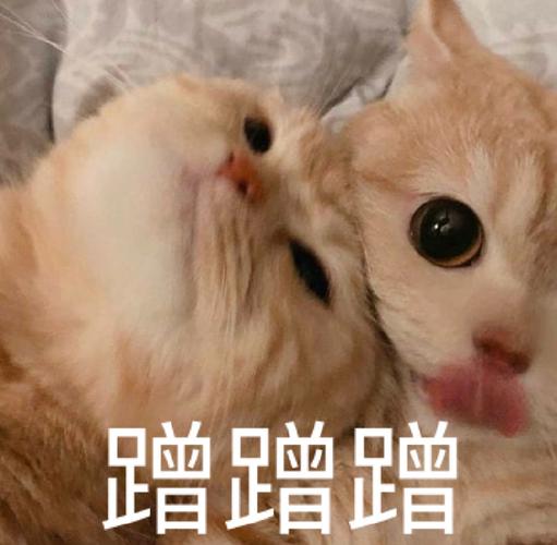 怎么训练猫撒娇
