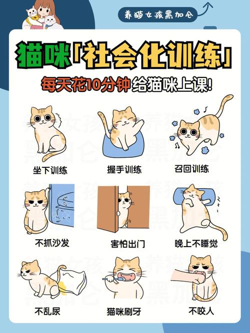 猫社会化训练