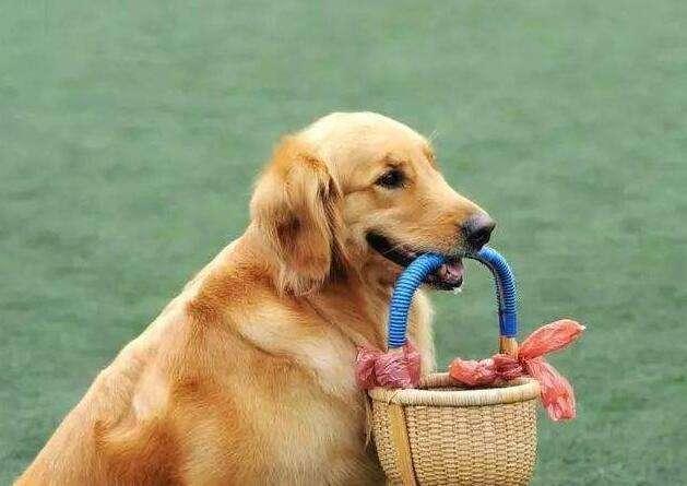 怎么训练一只普通的狗