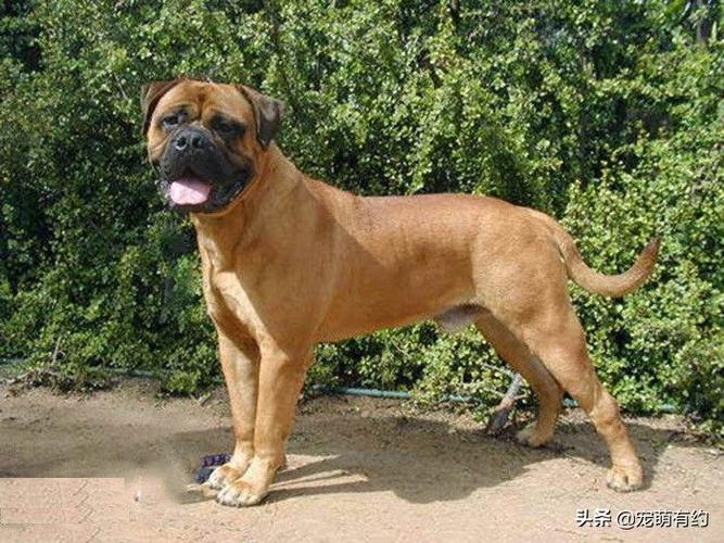 如何训练烈性犬