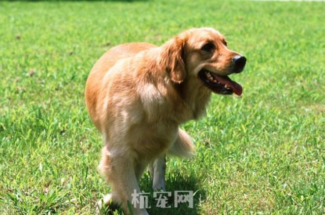 怎样训练金毛幼犬趴下