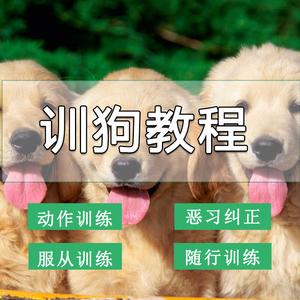 狗的训练方法大全视频教程