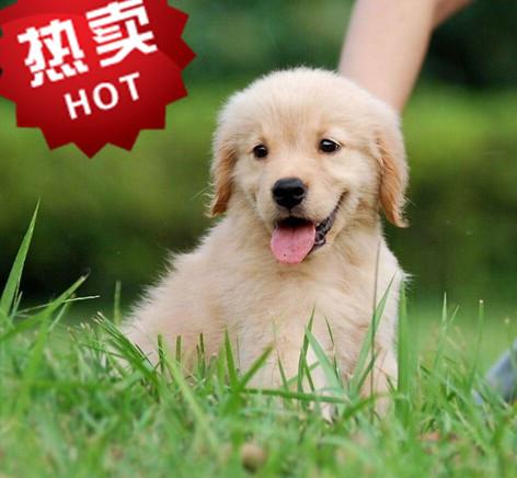 金毛幼犬怎么训练不叫