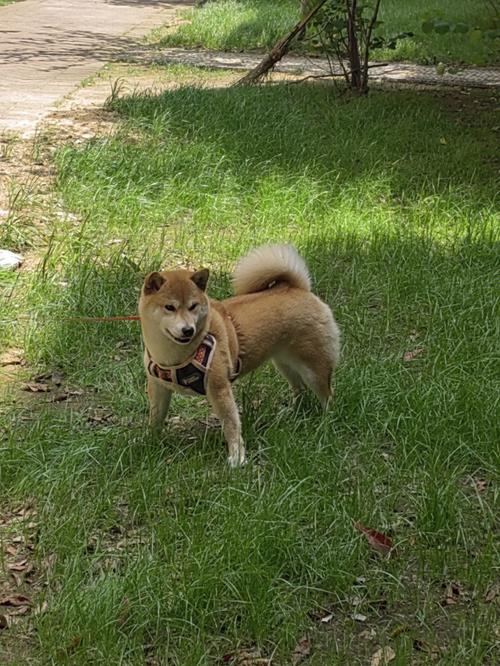 柴狗 训练