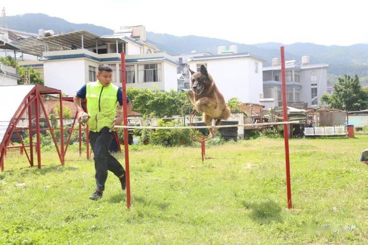 追犬训练计划