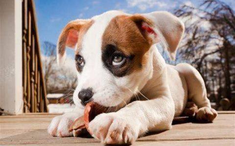 怎么训练比特犬的胆量