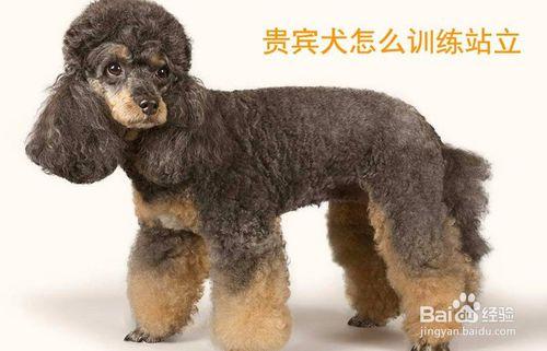 怎样训练贵宾站着走