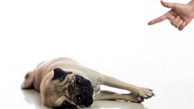 犬的装死训练