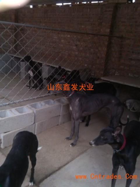40天格力狗怎么训练