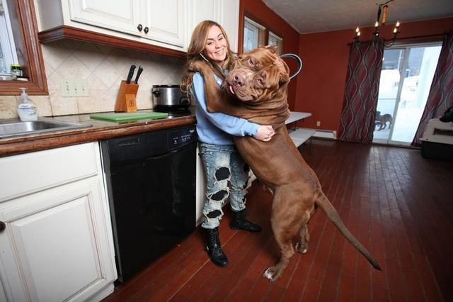 2个月比特犬如何训练