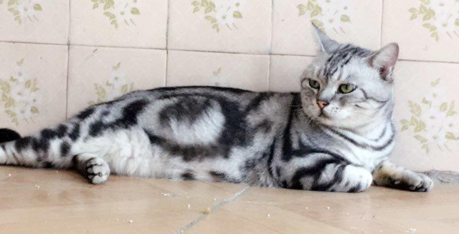 美国短毛猫训练