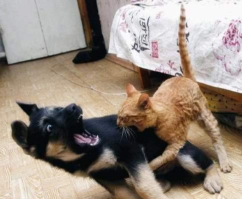 怎么训练狗抓猫
