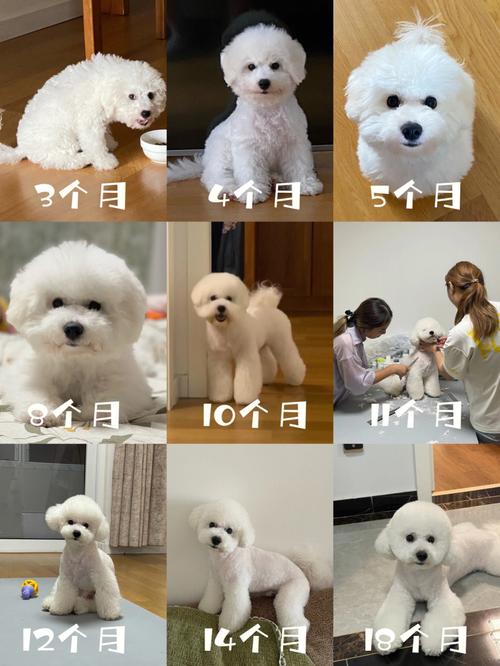 怎么训练2月大的比熊
