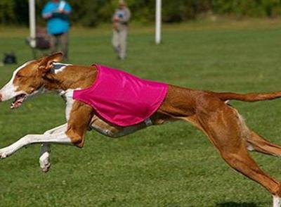 怎么训练成猎犬