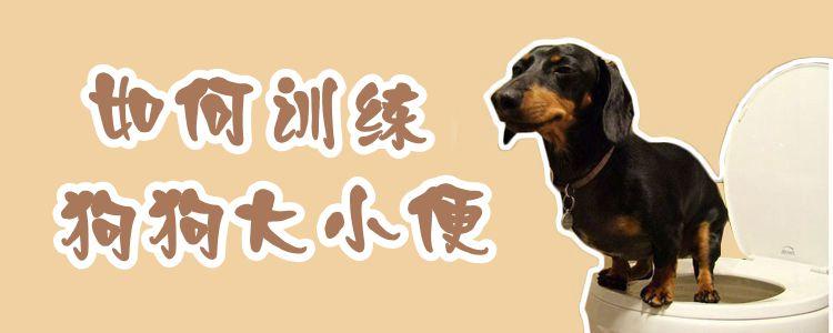 成年狗训练外出大小便