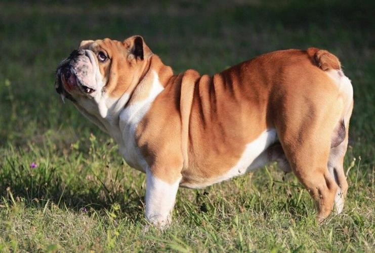 英牛犬怎么训练拉屎