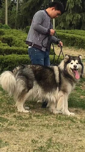阿拉斯加狗要怎么训练