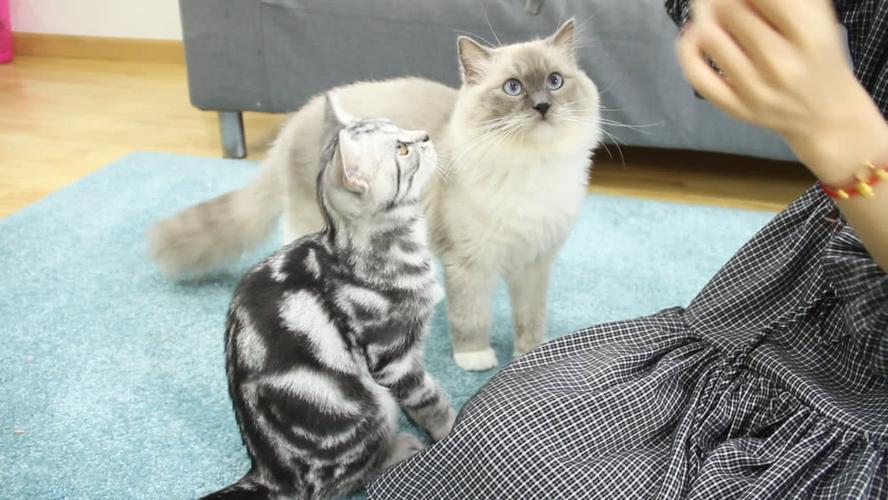 如何训练教猫