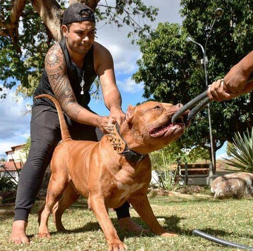 比特犬怎么训练能听话