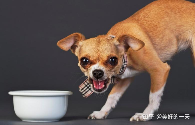 要怎么训练狗狗不抢食