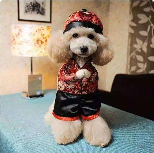 如何训练小狗作揖