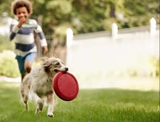 怎样训练犬捡拾物品