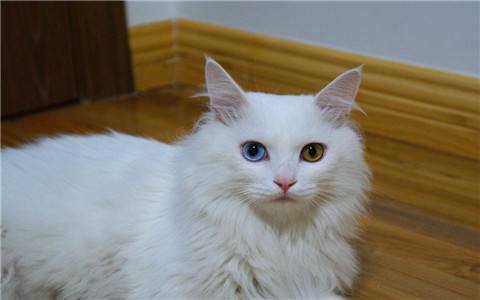 怎样训练土耳其凡猫