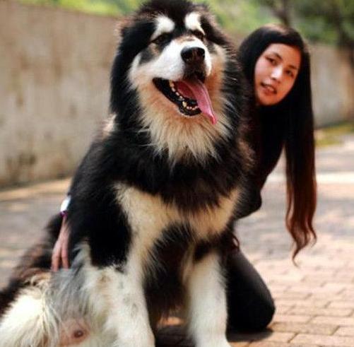 阿拉斯加训练吧