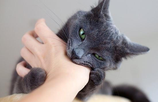 如何训练小猫和人亲近